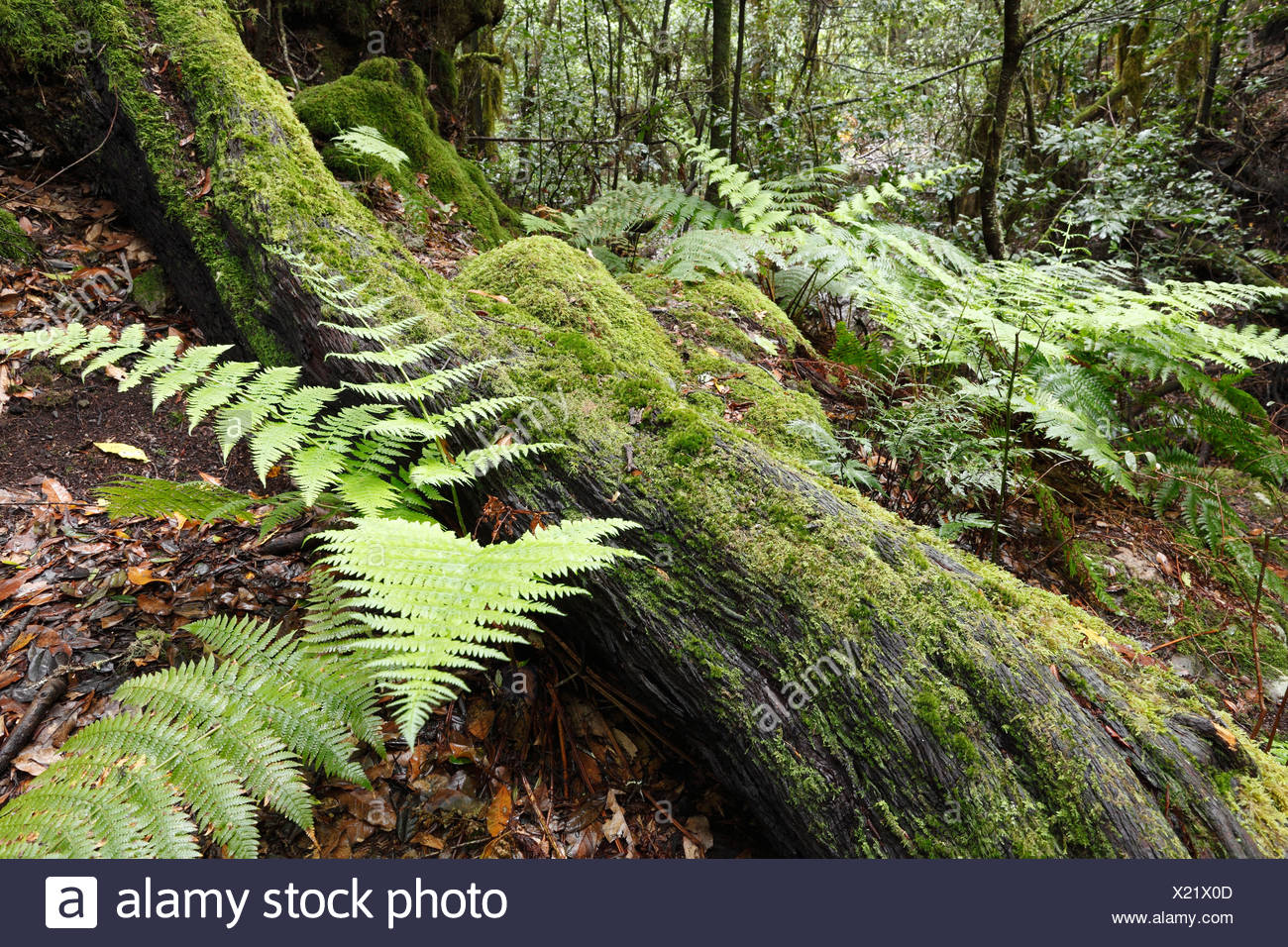 Ferns and moss-covered tree in a laurel forest, Garajonay National Park, La Gomera, Canary Islands, Spain, Europe Stock Photo