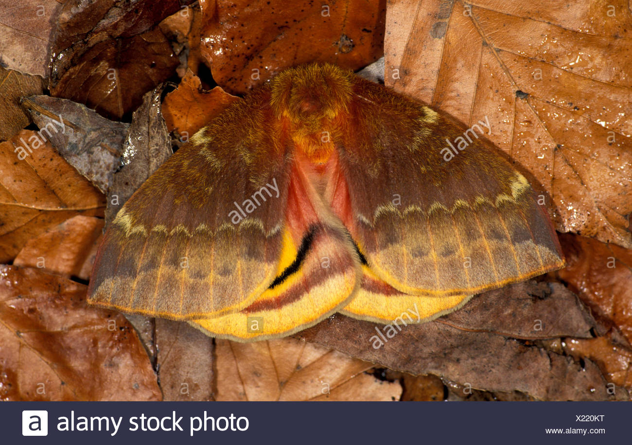Before Showing Eye Spots On Underwings High Resolution Stock ...