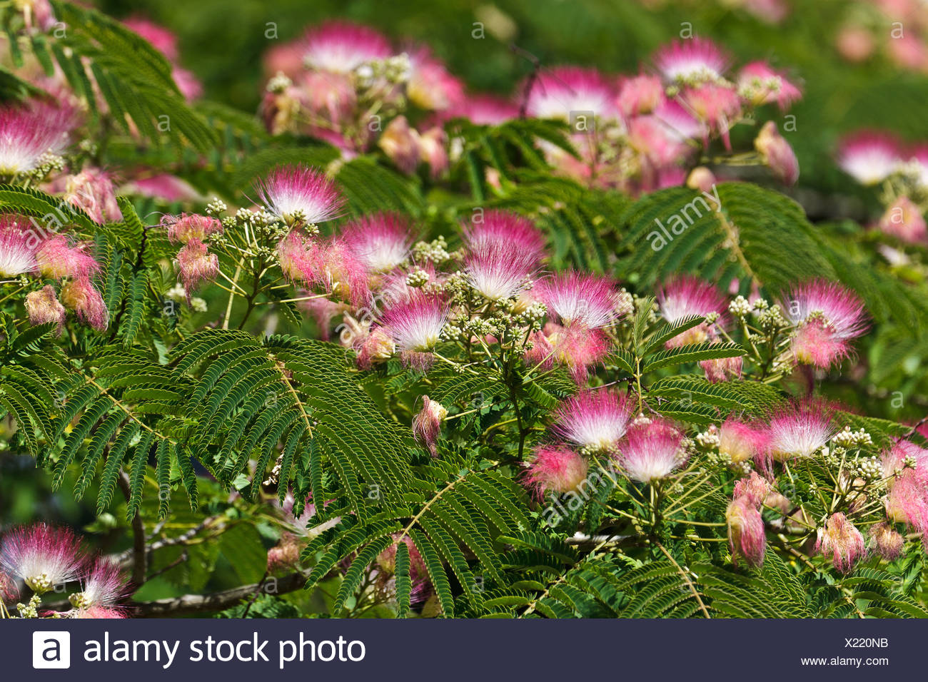 Acacia Wood High Resolution Stock Photography And Images Alamy