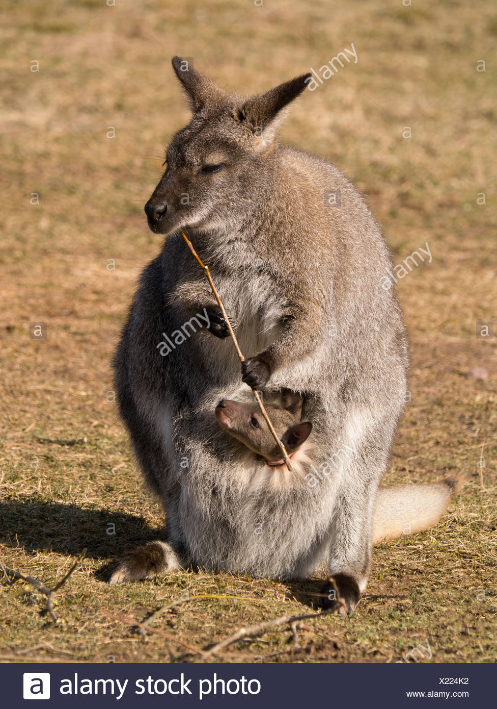 Red-necked Wallaby or Bennett's Wallaby (Macropus rufogriseus), Erfurt Zoo, Thuringia, Germany, Europe Stock Photo