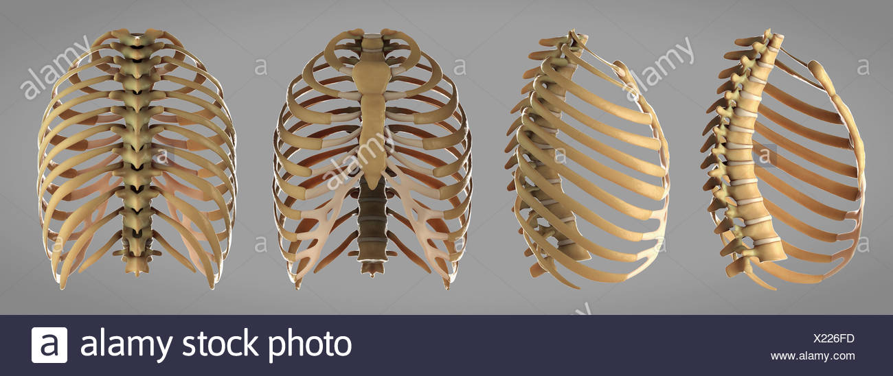 Multiple Angles Of The Skeletal Structures Of The Thoracic Cage Or Rib Cage Stock Photo Alamy Don't just draw a generic rib cage shape in there. https www alamy com multiple angles of the skeletal structures of the thoracic cage or rib cage image276644241 html