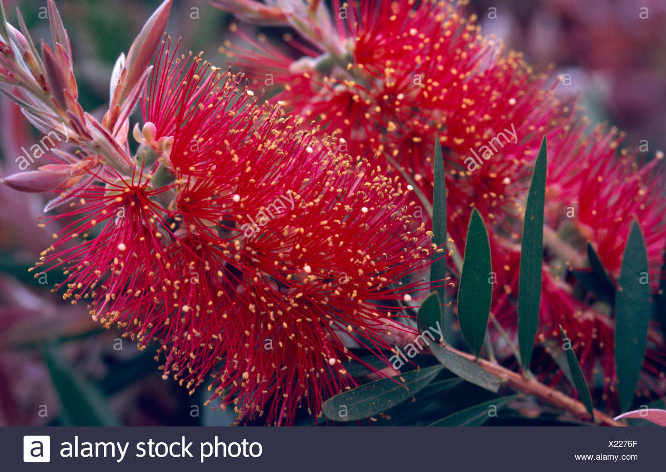 Willow Bottlebrush High Resolution Stock Photography and Images Alamy