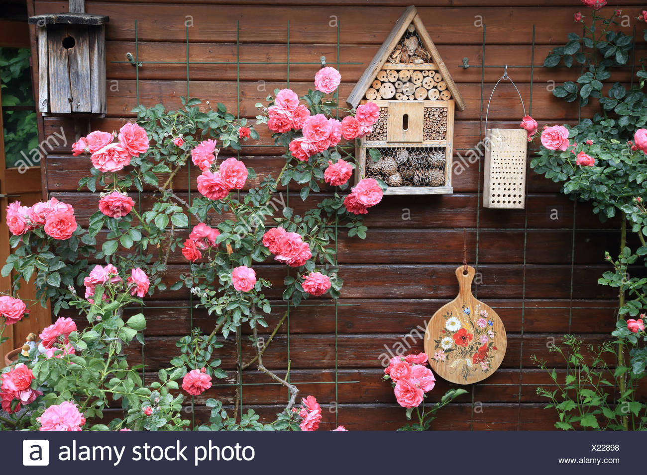 Garden Shed With Roses And Insect Hotel Stock Photo Alamy