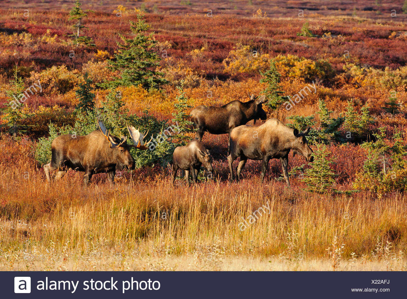 Moose Herd High Resolution Stock Photography And Images Alamy