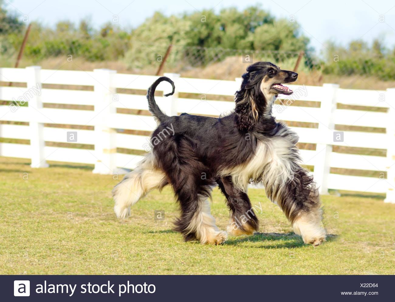 A Profile View Of A Healthy Beautiful Grizzle Black And Tan