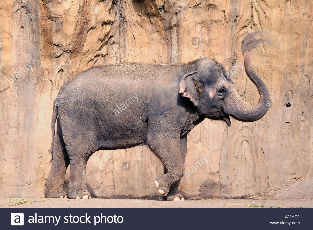 Elephant Trumpet High Resolution Stock Photography and Images Alamy