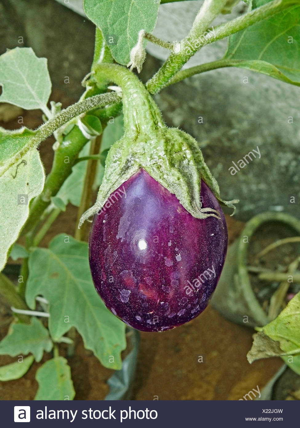 Aubergine Solanum Melongena