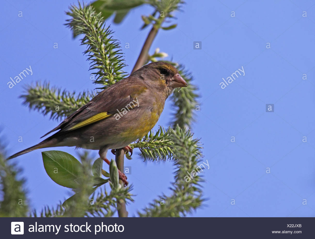 bird birds finches singing-bird bobolinks finch grnfink grnling standvgel Stock Photo