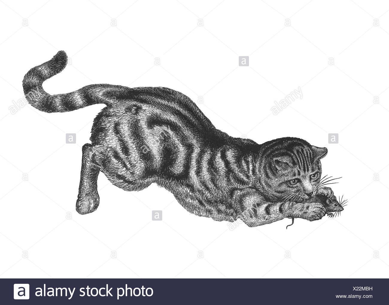 Old Vintage Cat Illustration Stock Photo Alamy Old Vintage Cat Illustration Stock Photo Alamy