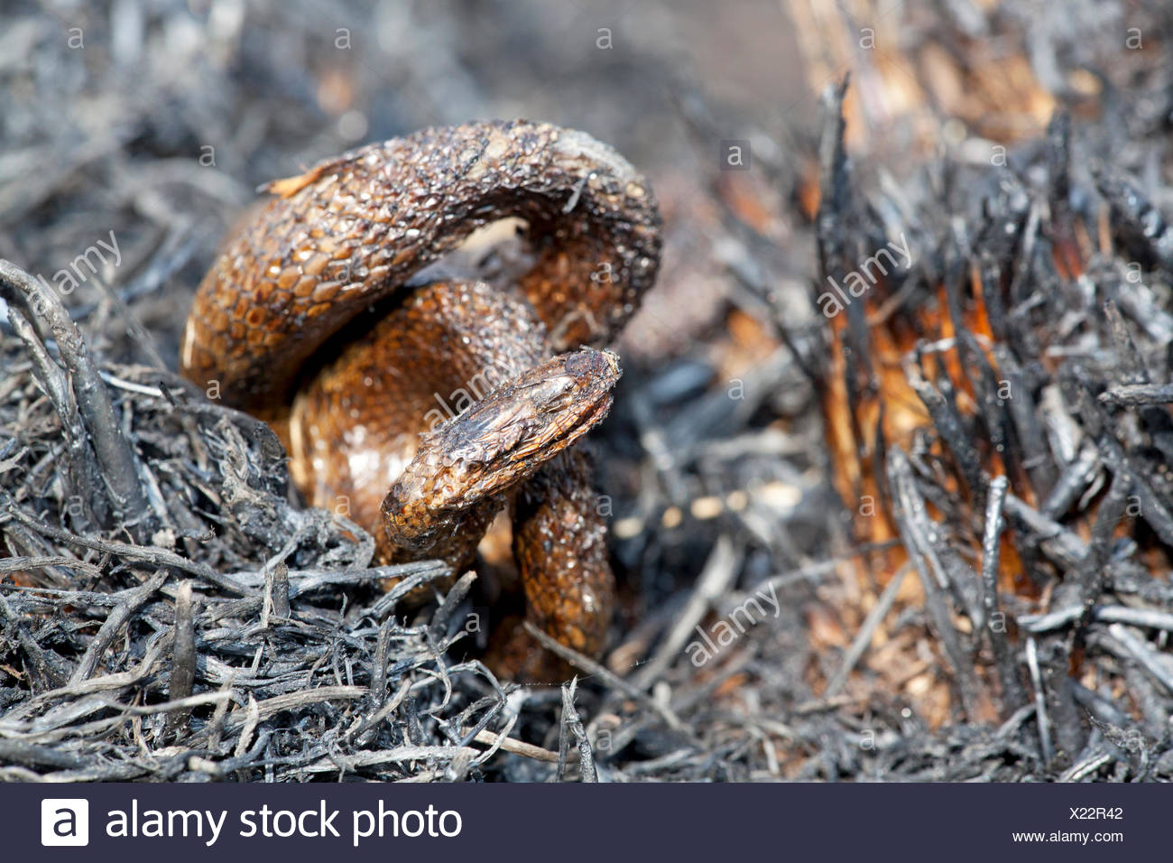 Fire Snake High Resolution Stock Photography and Images Alamy