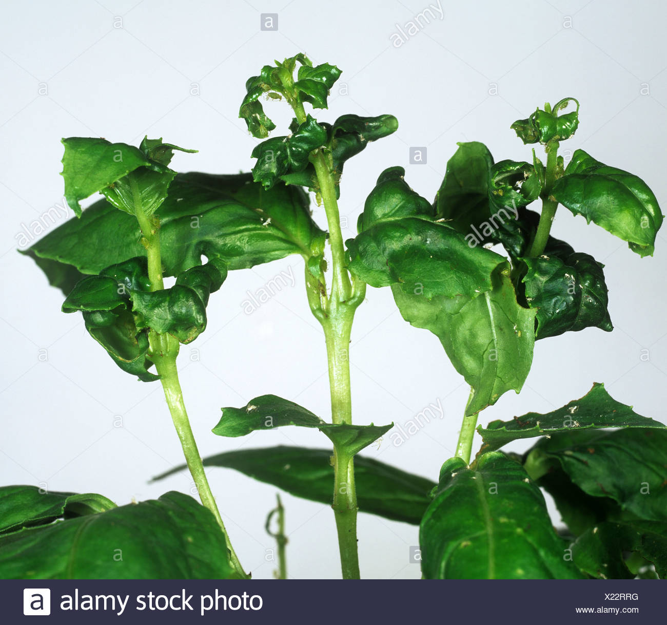 Potato Plant Leaves Curling There can be many reasons for plant