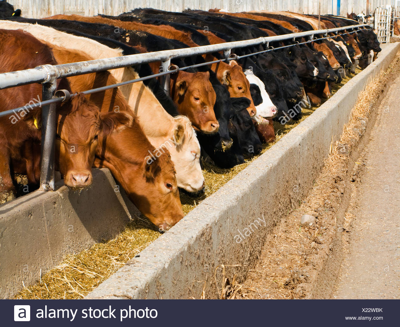 Cattle Feeding Trough Stock Photos & Cattle Feeding Trough Stock Images
