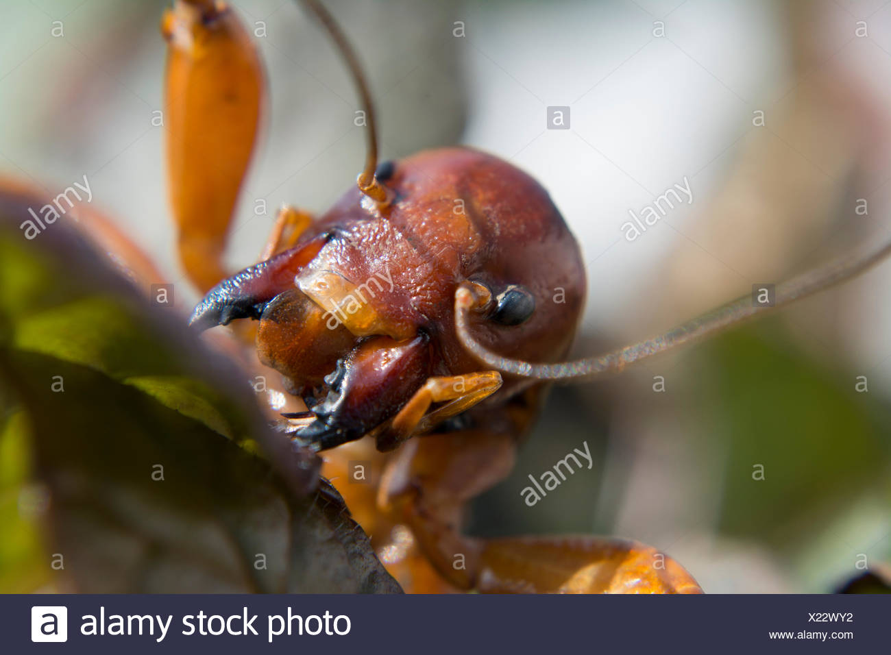 Jerusalem Crickets In Face Detail Stock Photo Alamy