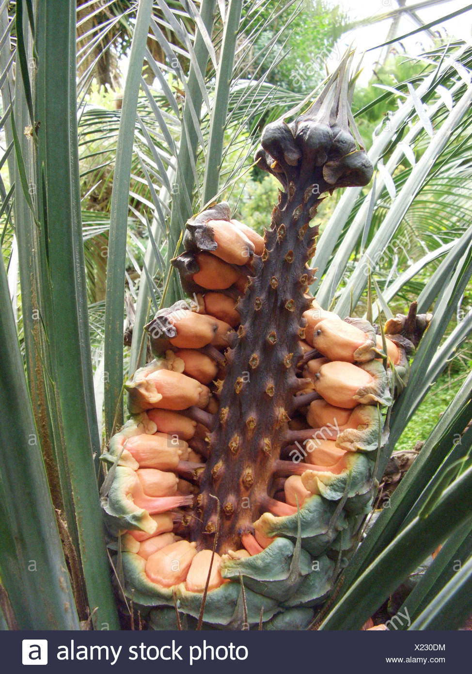 Macrozamia communis seedling encephalartos zamia cycas catus cycad 1-2CM CAUDEX