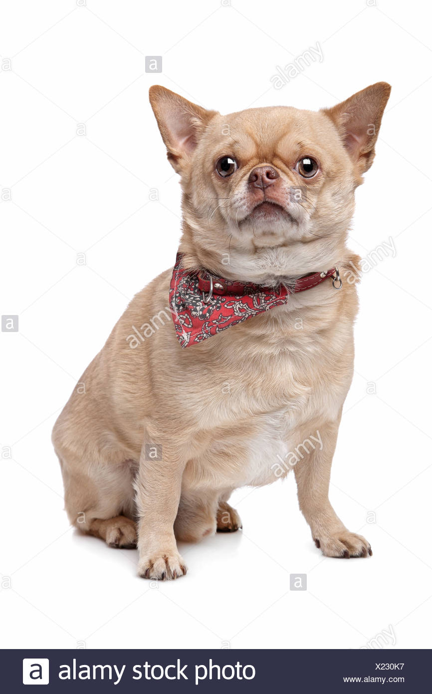 Fat Dog Chihuahua Stock Photos Fat Dog Chihuahua Stock Images