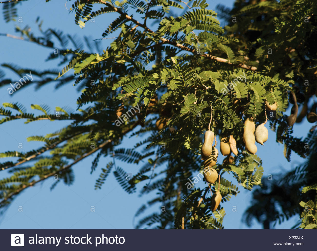 Tamarind Tree Tamarindus Indica High Resolution Stock Photography And Images Alamy Tamarind Tree Tamarindus Indica High Resolution Stock Photography And Images Alamy