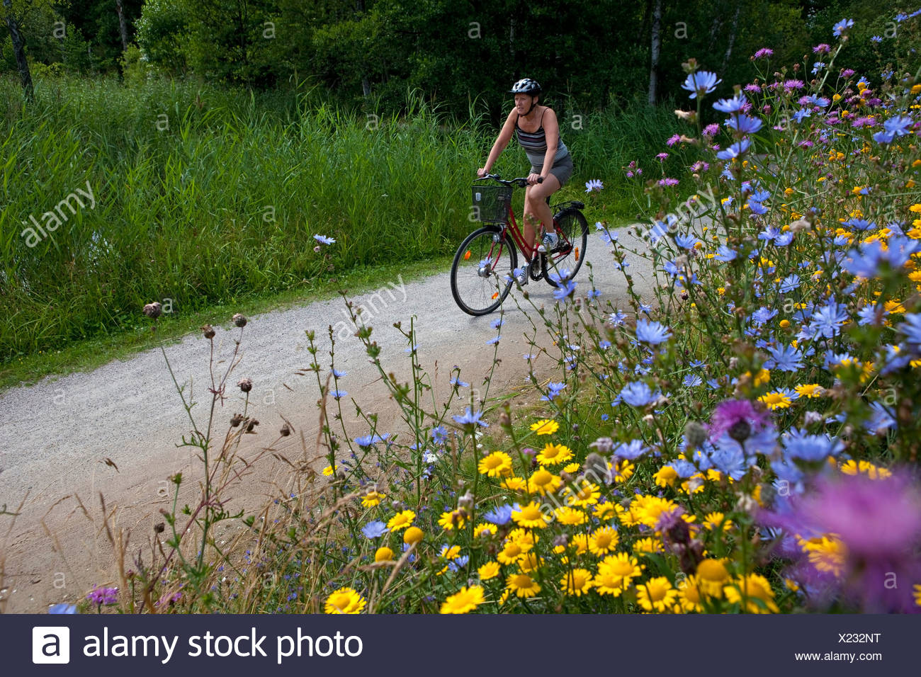 Female cyclist on the country road in summer landscape with flowers in foreground Stock Photo