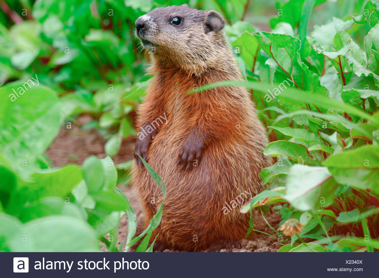 Baby Groundhog Marmota Monax Also Known As A Woodchuck Whistle