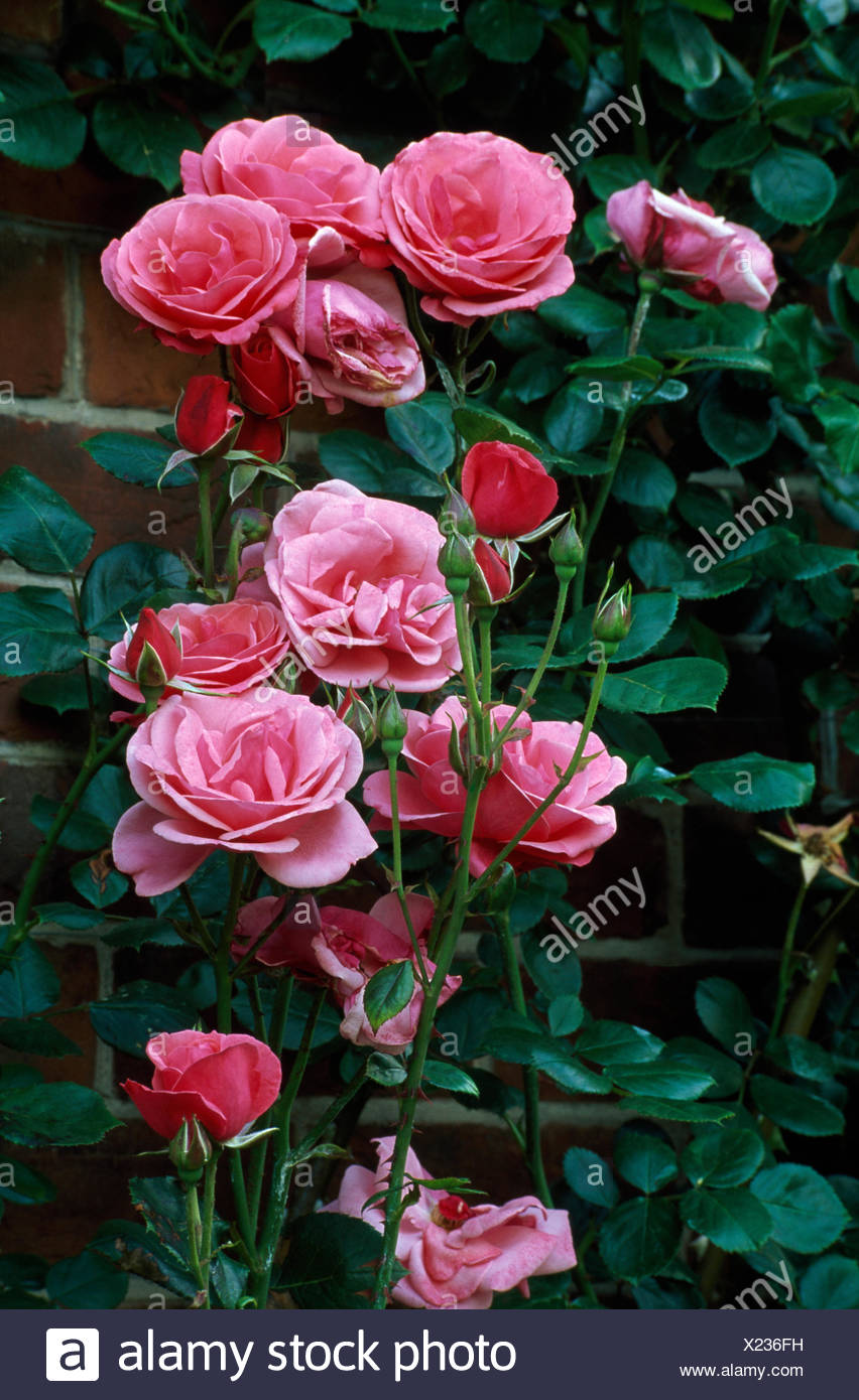 Queen Elizabeth Rose High Resolution Stock Photography And Images Alamy