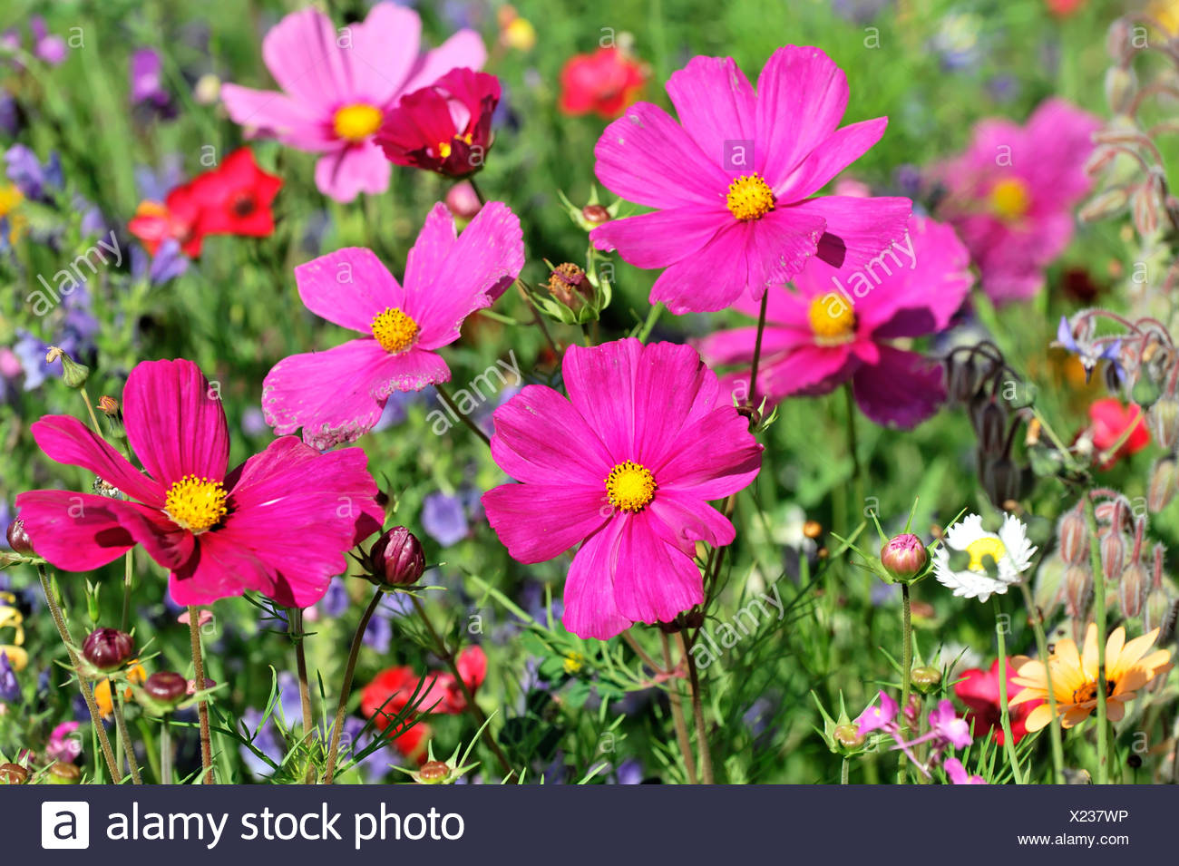 Cosmos Flower Cosmea High Resolution Stock Photography and Images - Alamy