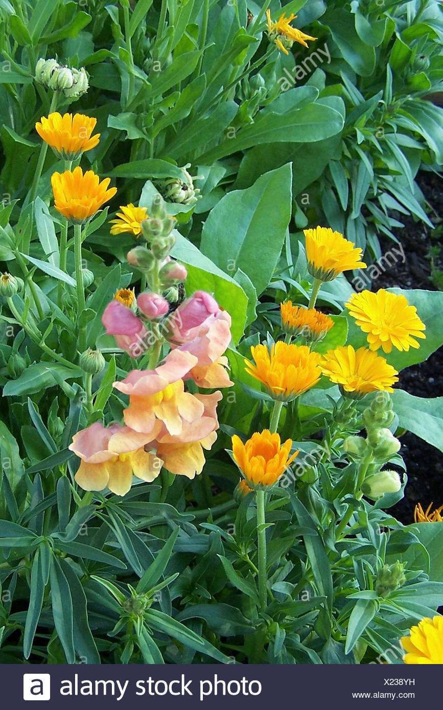 A group of snapdragons and calendula in an annual bed. Stock Photo