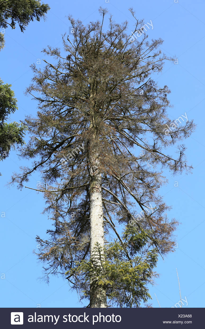 Dying Fir Tree High Resolution Stock Photography and Images Alamy