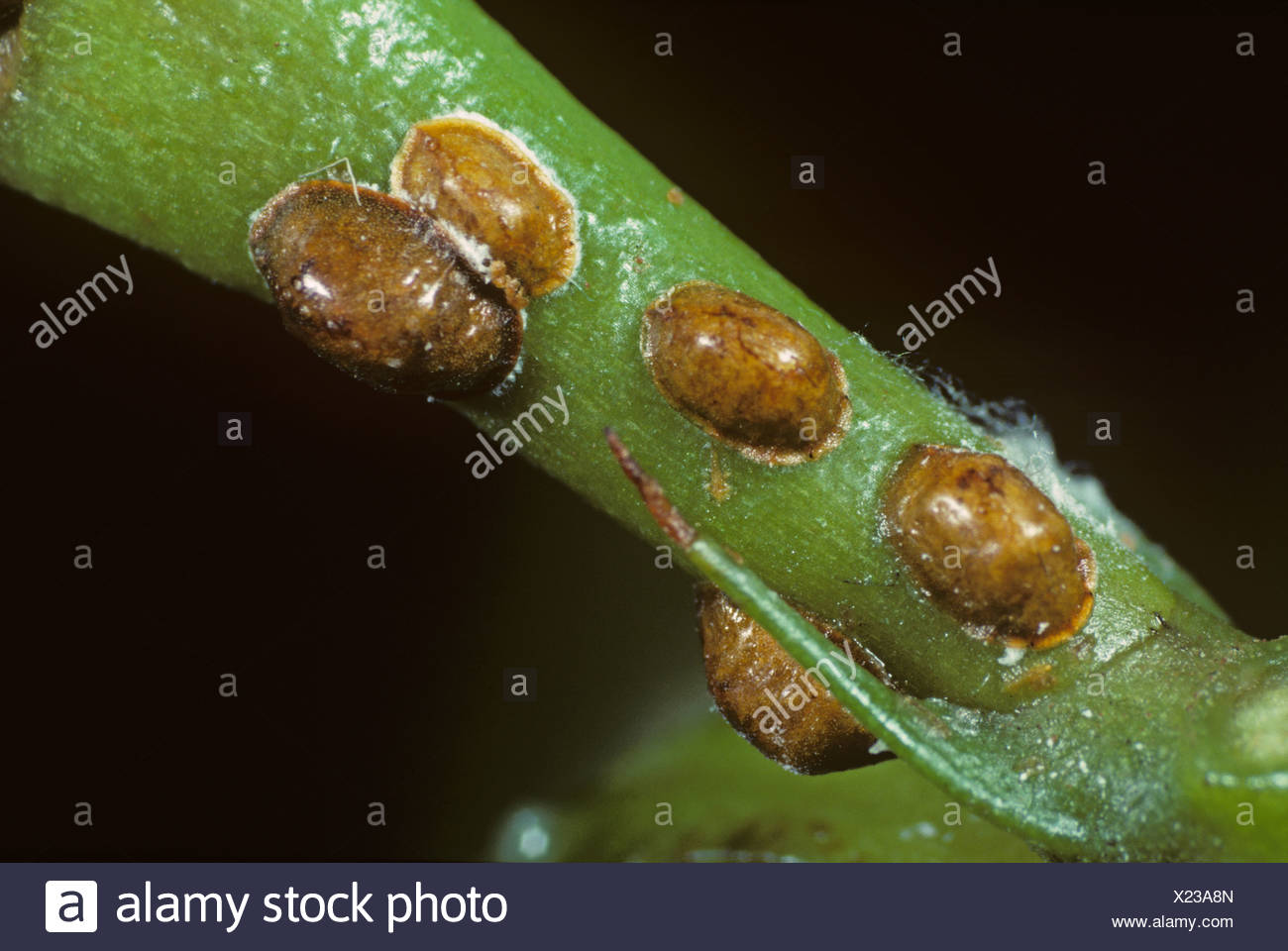 Scale Insect High Resolution Stock Photography and Images Alamy