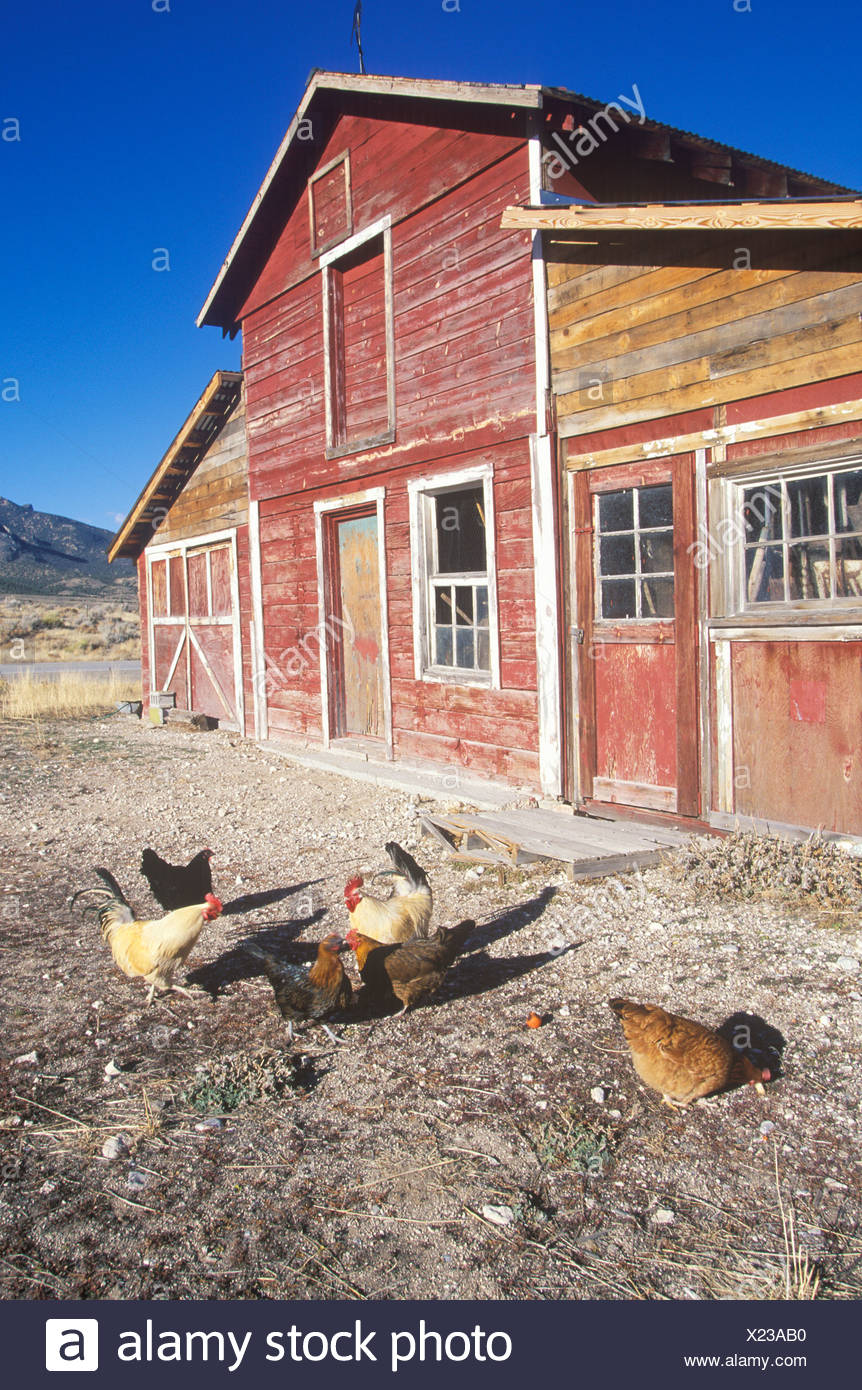 Red Barn With Chickens In Yard Stock Photos Red Barn With Chickens