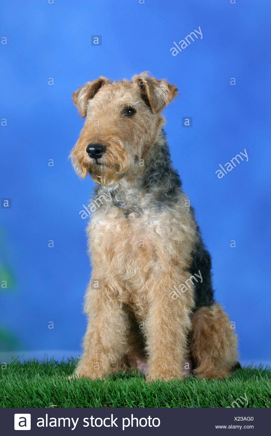 Welsh Terrier Aussen Studio Outdoor Stock Photo Alamy