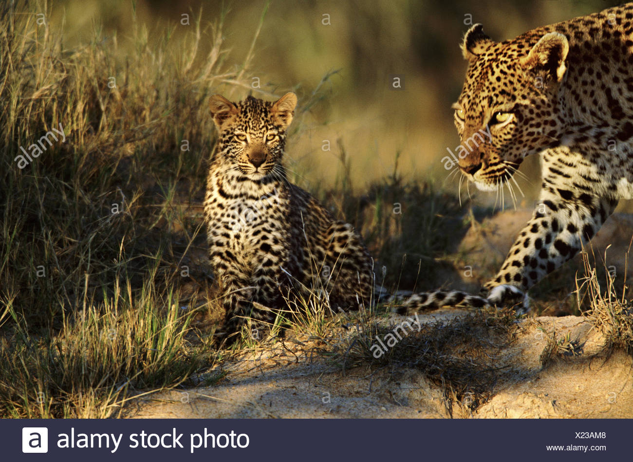 Leopard Babies High Resolution Stock Photography and Images - Alamy