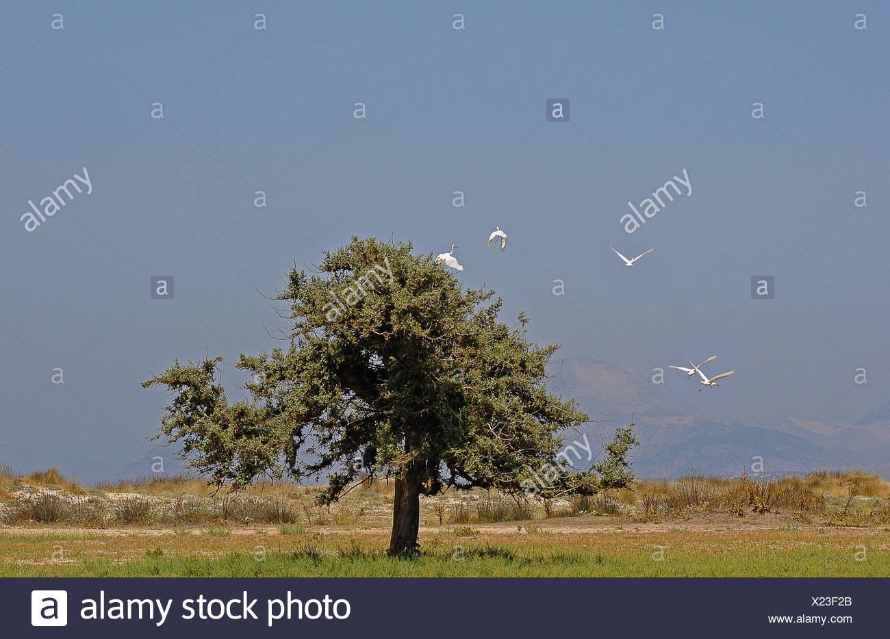 tree on kos Stock Photo