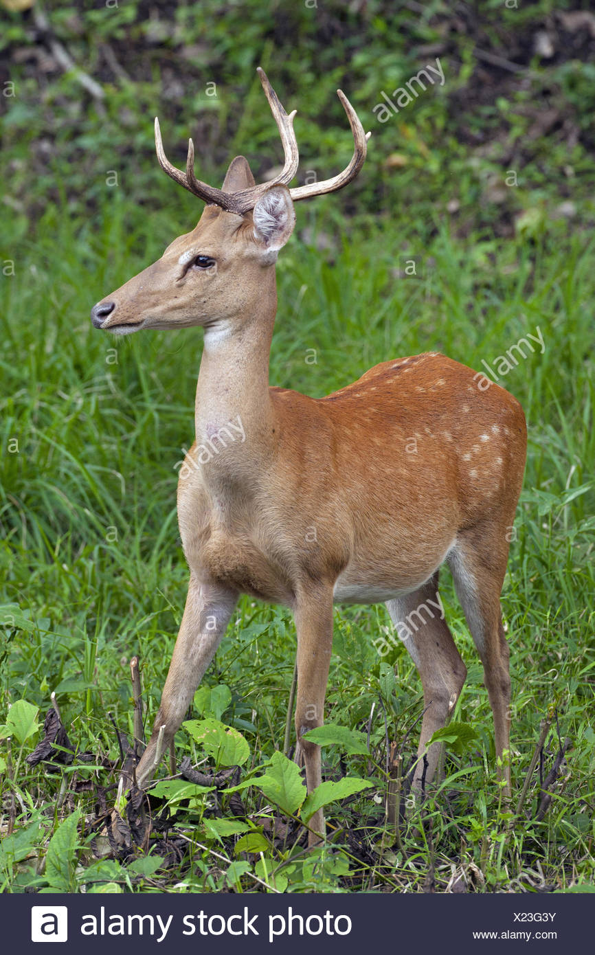 Cervus Eldii Eldii High Resolution Stock Photography and Images - Alamy