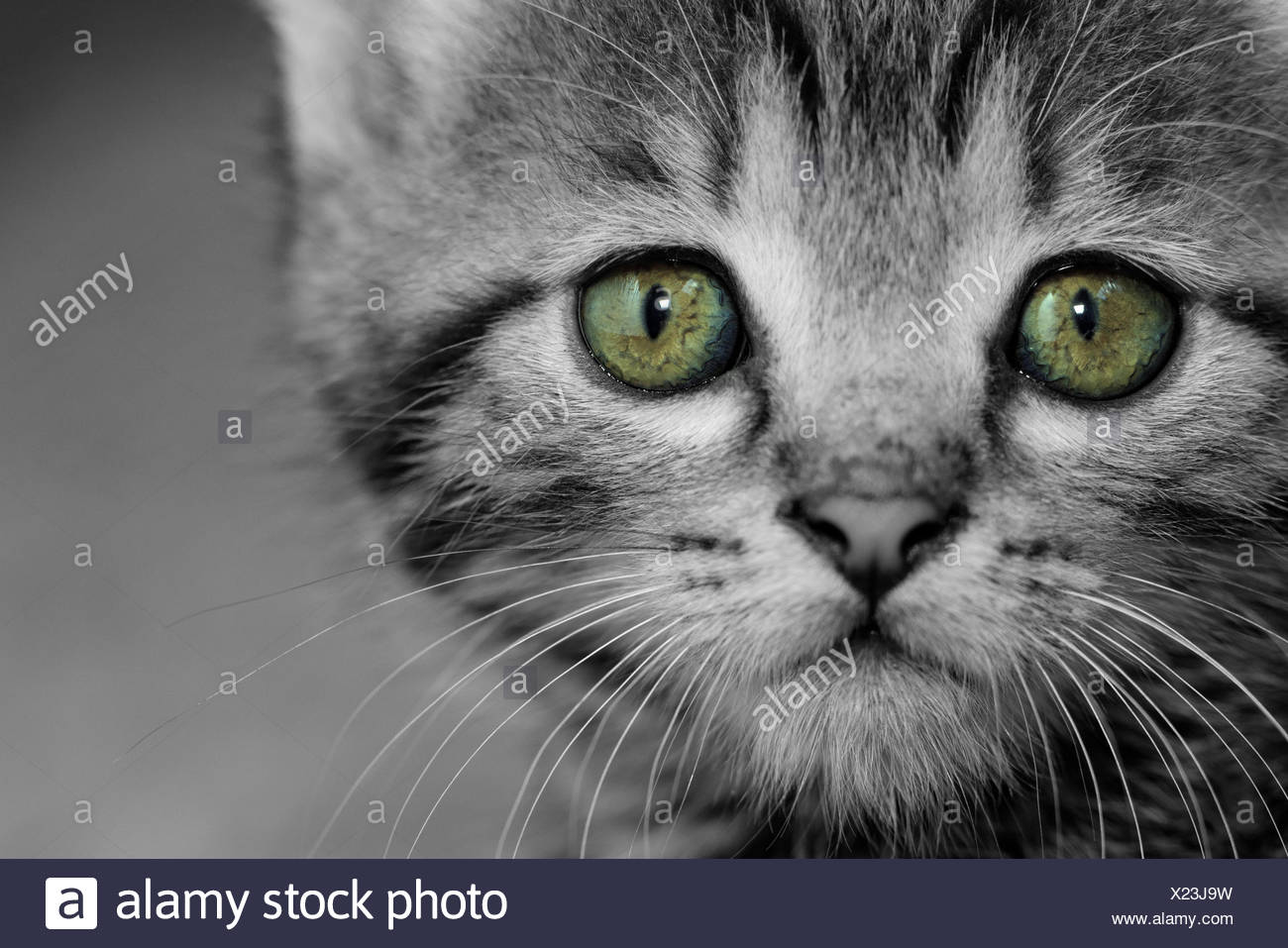 white tiger house cat