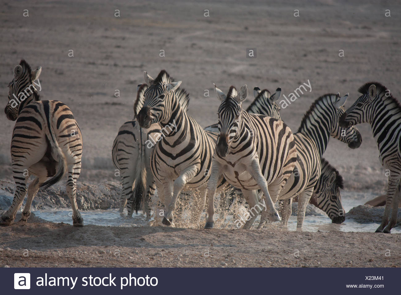 Group Of Zebras Running Stock Photo 276676849 Alamy