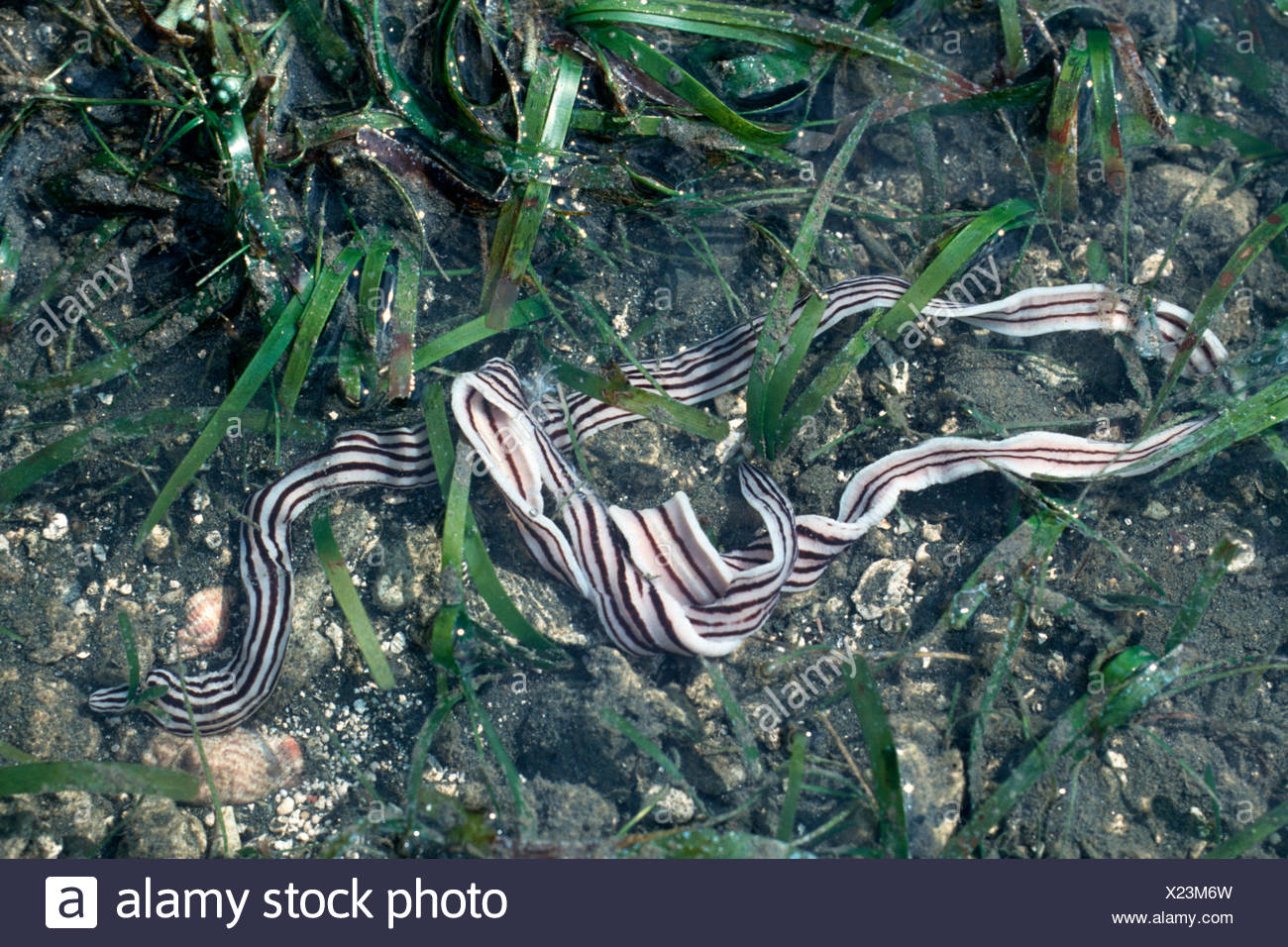 Ribbon Worm Stock Photos & Ribbon Worm Stock Images Alamy