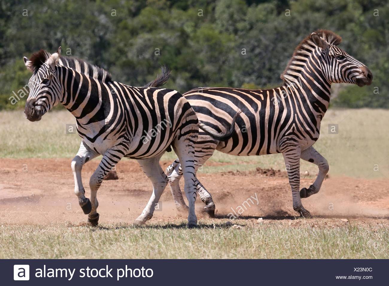 Zebra Run High Resolution Stock Photography and Images - Alamy