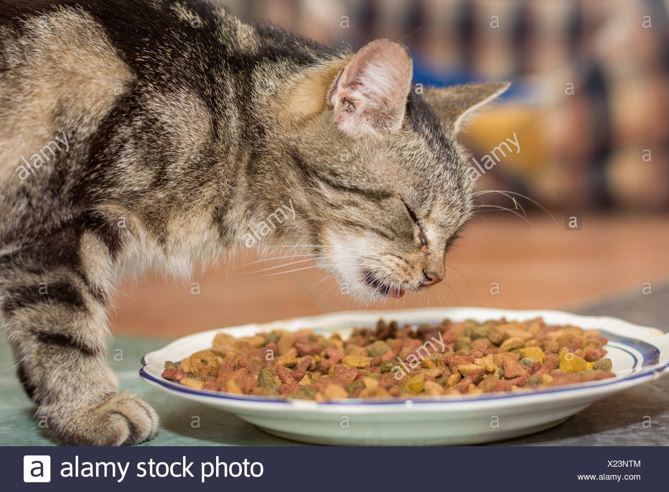 tabby house cat eats dry food Stock Photo
