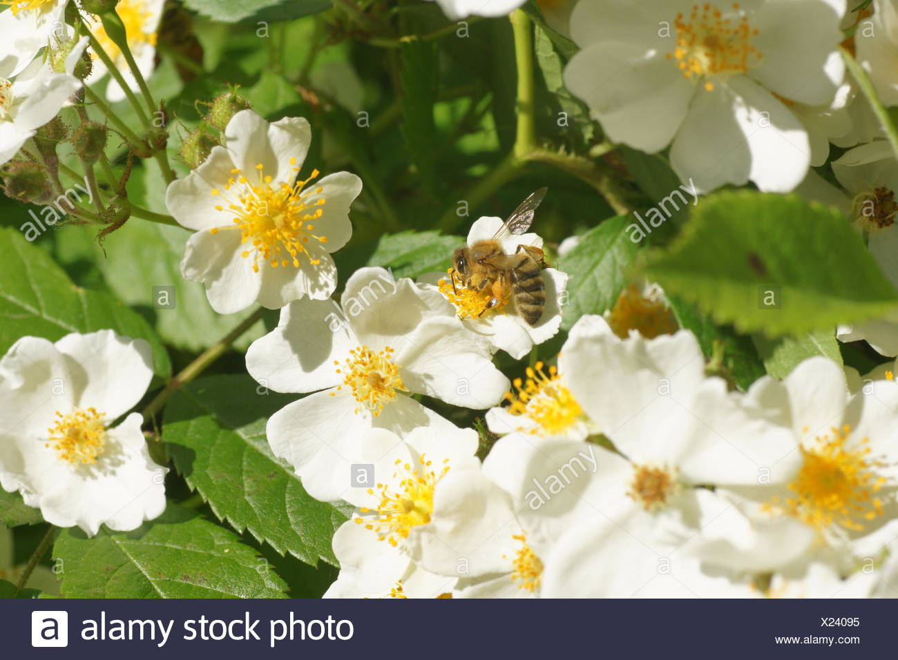Multiflora Stock Photos & Multiflora Stock Images - Alamy
