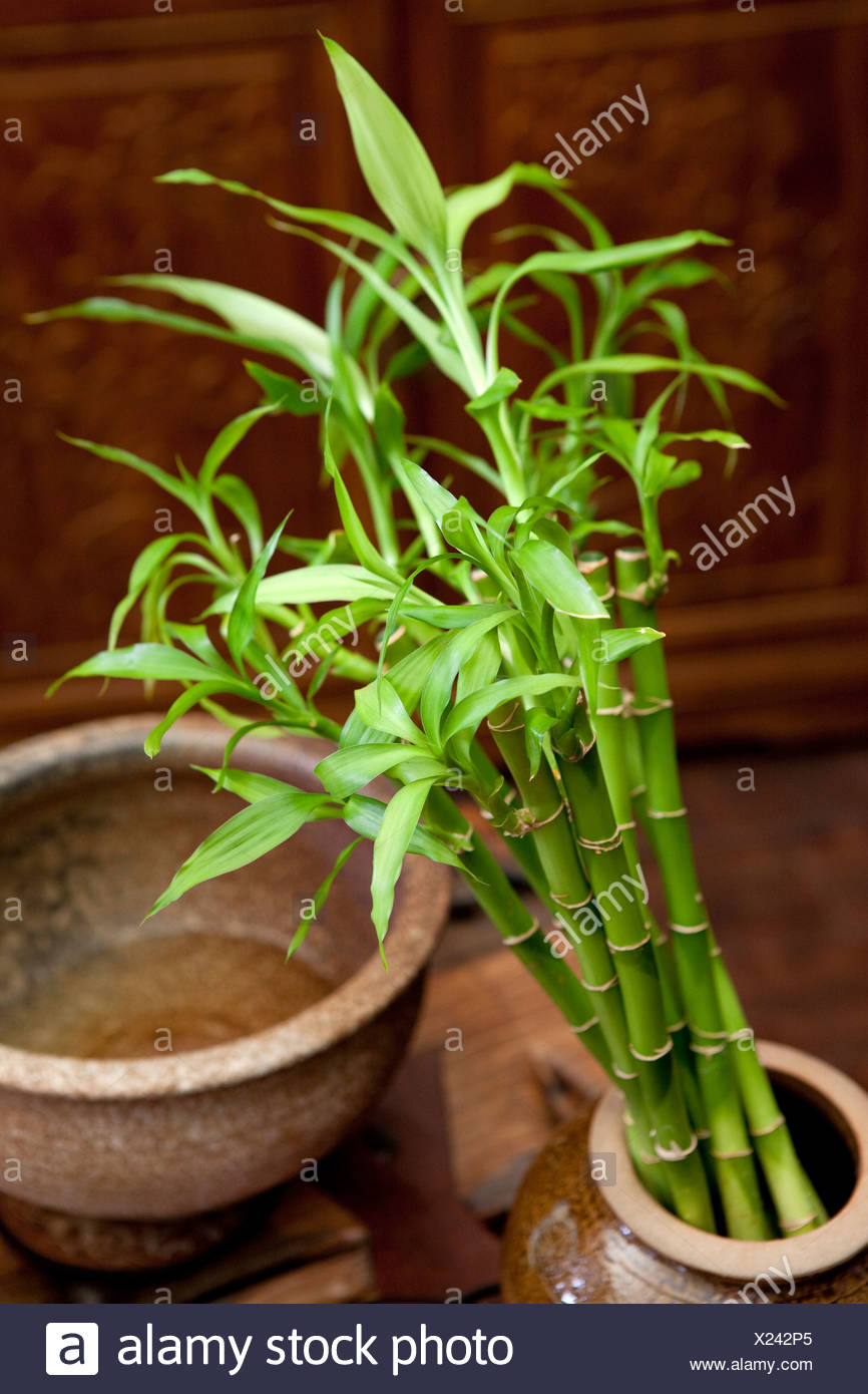 bamboo bonsai mat  kadai