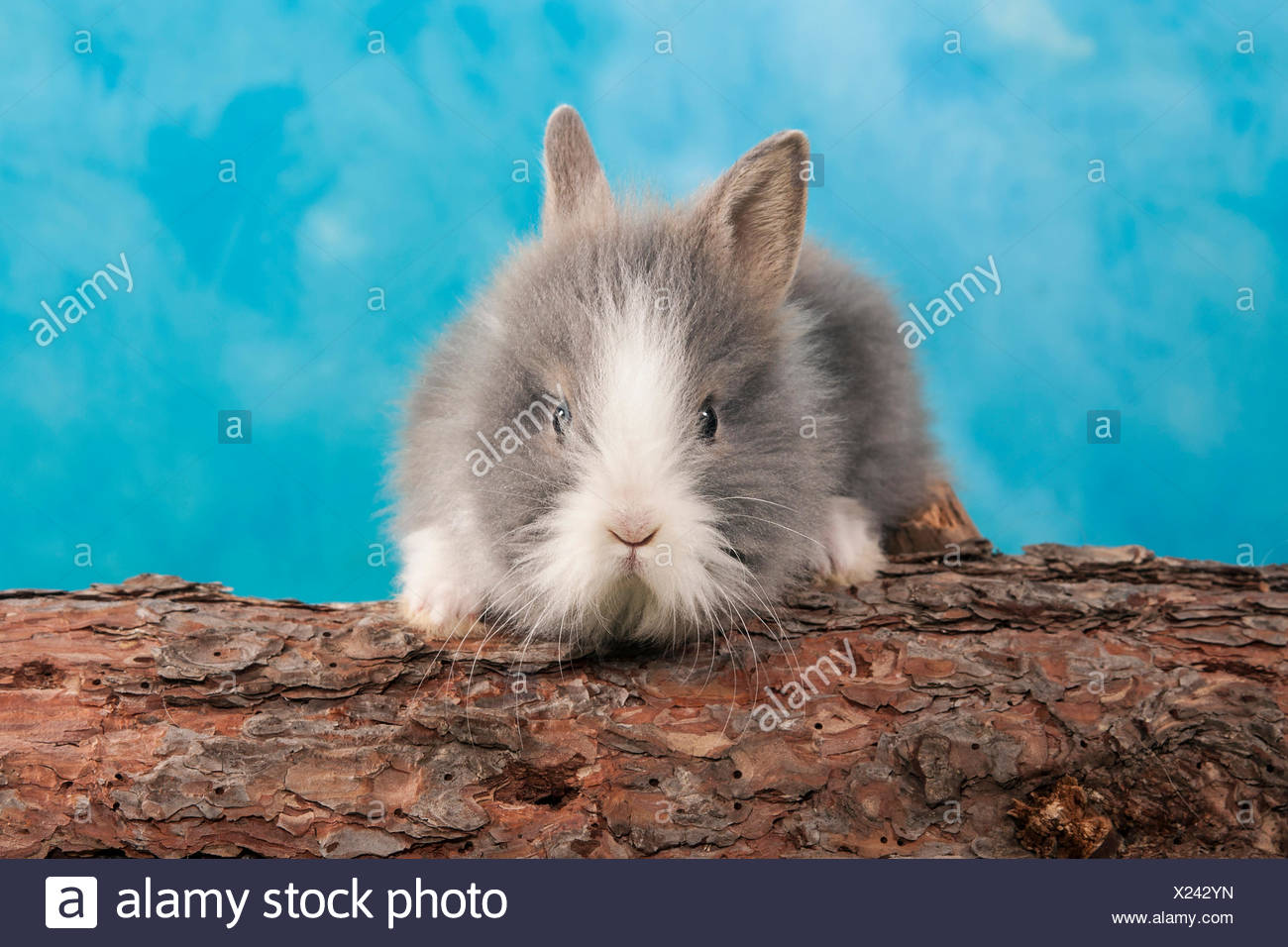 Teddy Dwarf Rabbit Stock Photos & Teddy Dwarf Rabbit Stock Images - Alamy