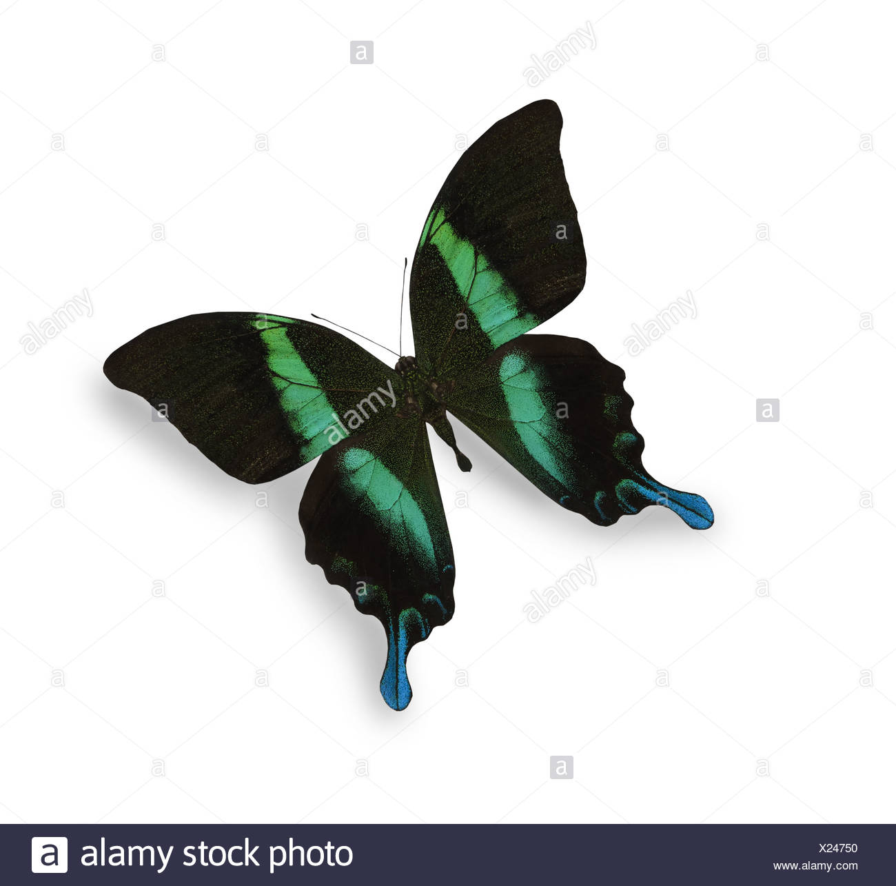 Black Butterfly White Blue Spots High Resolution Stock Photography and Images Alamy