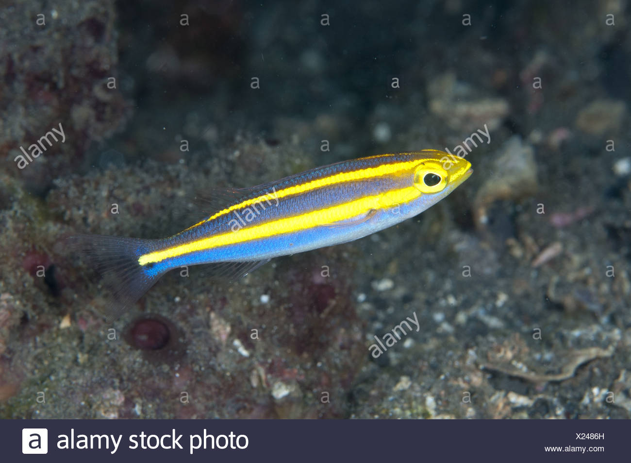 Threadfin Bream High Resolution Stock Photography and Images Alamy