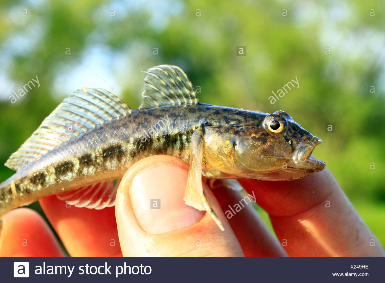 Gudgeon Fish Stock Photos & Gudgeon Fish Stock Images Alamy
