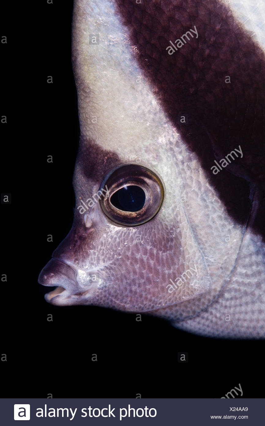 Longfin Bannerfish Heniochus Acuminatus Ambon Moluccas