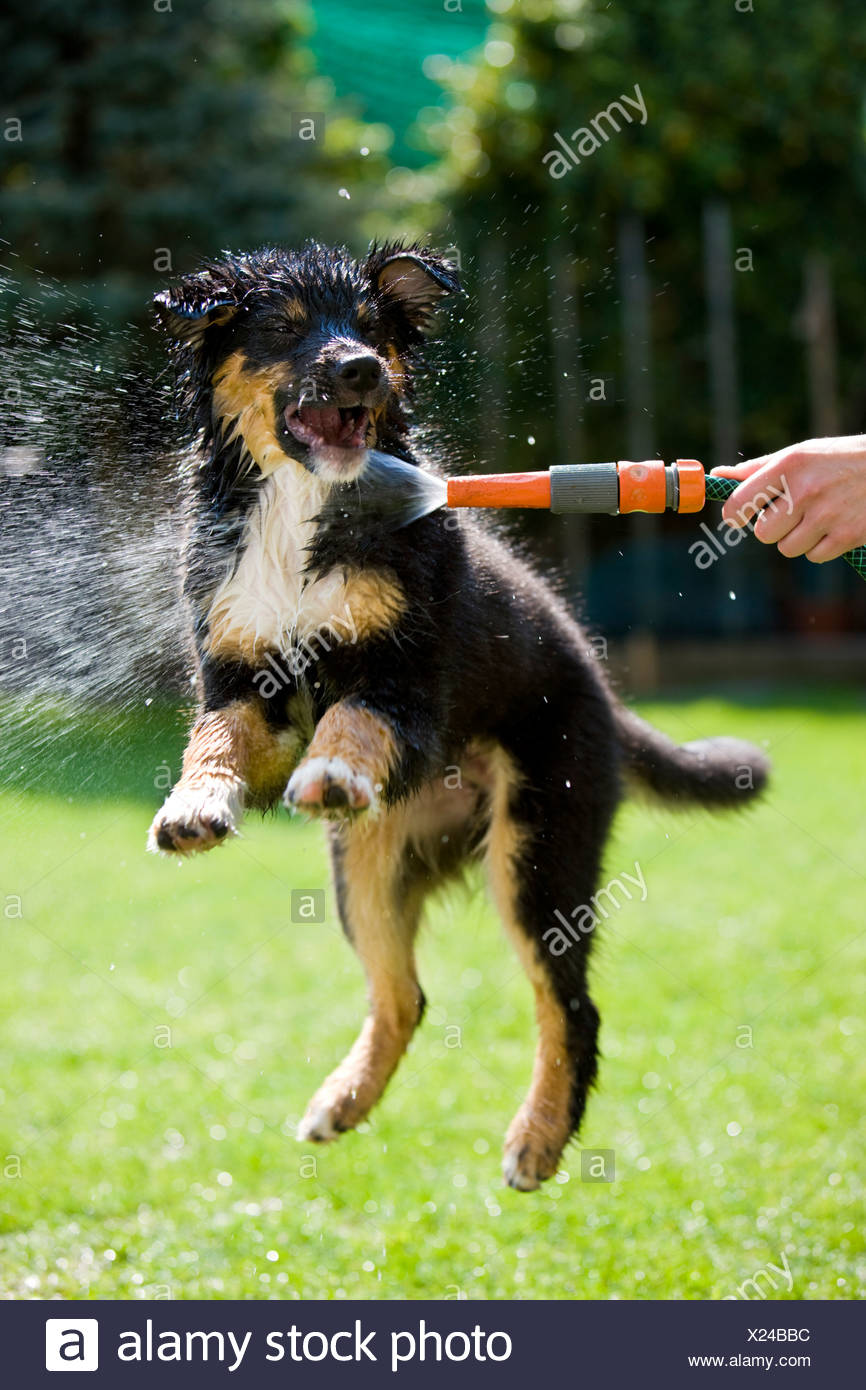Australian Shepherd Puppy Tricolour Jumping And Biting At The Water From A Hose North Tyrol Austria Europe Stock Photo Alamy