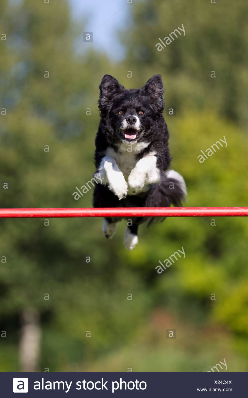 Jumping Dog Stock Photos & Jumping Dog Stock Images Alamy