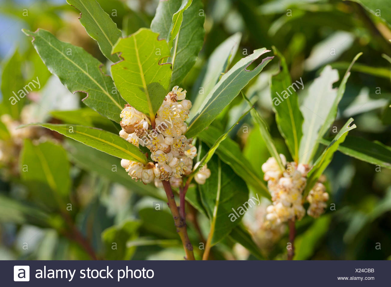 Flowering Bay Tree High Resolution Stock Photography and Images - Alamy