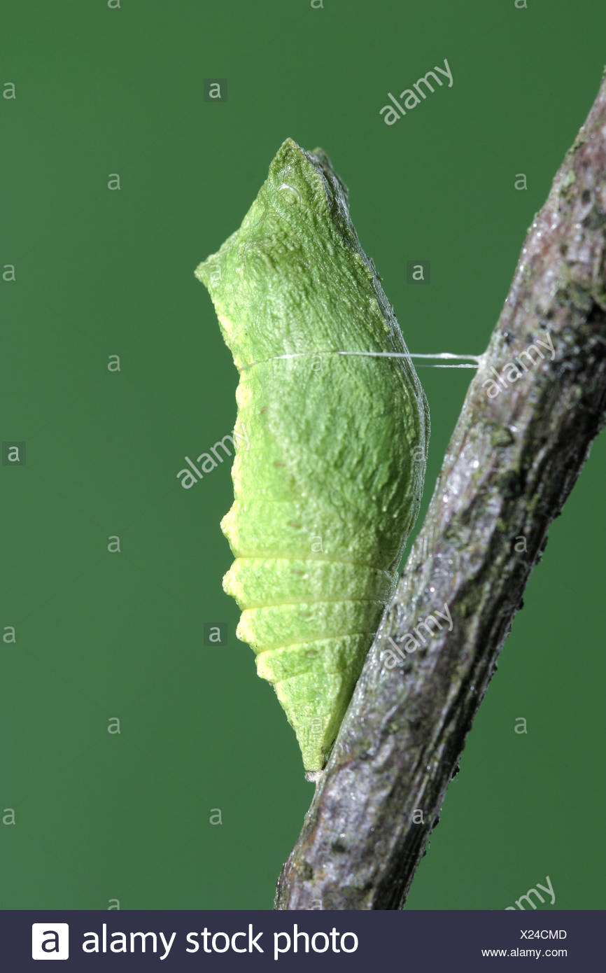 Chrysalis Butterfly High Resolution Stock Photography and Images Alamy