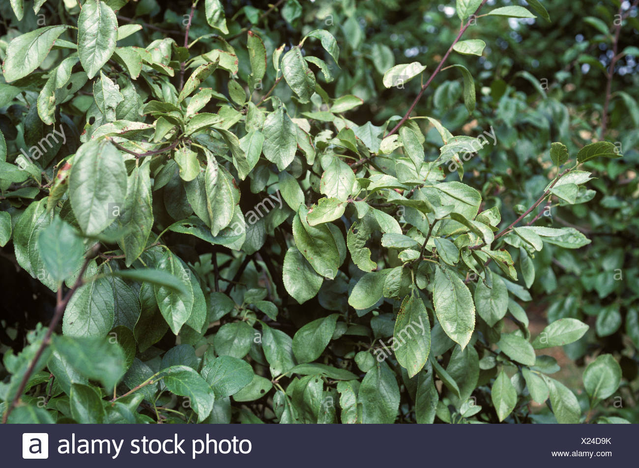 Silver Leaf Disease High Resolution Stock Photography And Images Alamy Silver Leaf Disease High Resolution Stock Photography And Images Alamy