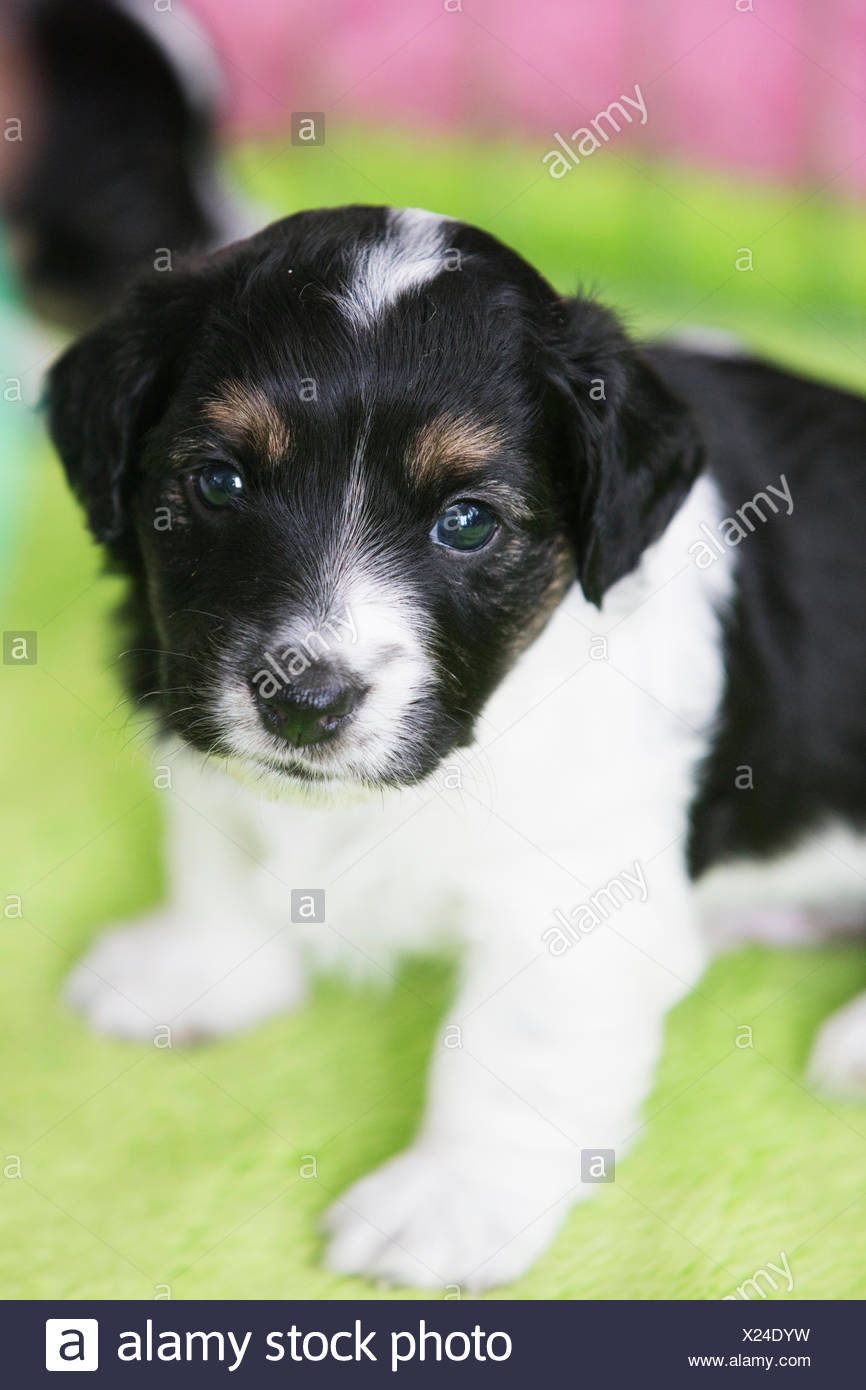 Cute Black White Brown Mongrel Puppy Dog Look At Camera On Green Pink Blanket Stock Photo Alamy